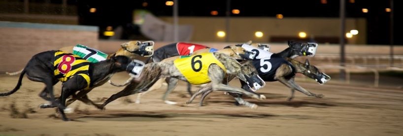 Greyhound Racing Tips