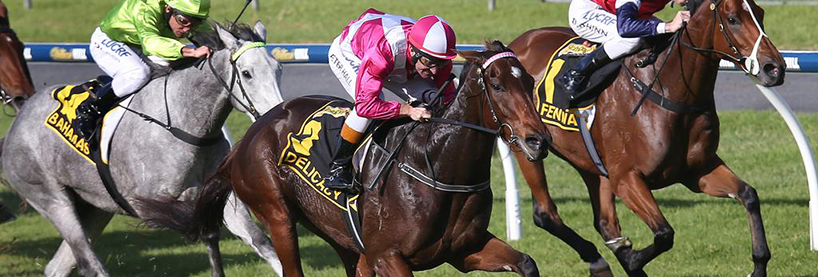 delicacy australasian oaks