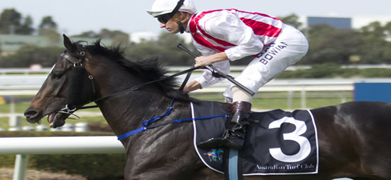 Horse Racing Tips