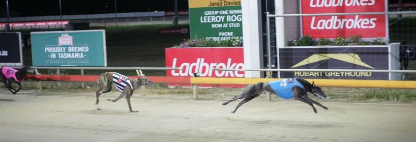 Greyhound Betting Tips