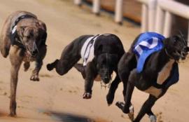 Greyhound Betting Tips