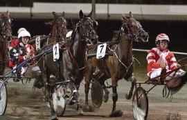 Harness Racing Tips