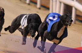 Greyhound Betting Tips