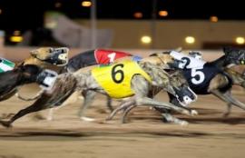 Greyhound Racing Tips