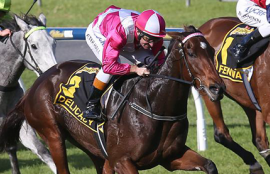 delicacy australasian oaks