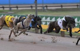 Greyhound Racing Tips
