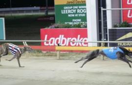 Greyhound Betting Tips