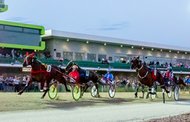 Harness Racing Tips