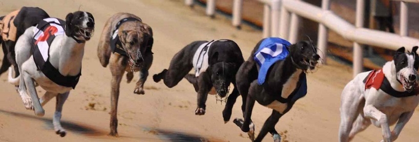 Greyhound Racing Tips: Cannington - Wednesday March 6th | Before You Bet