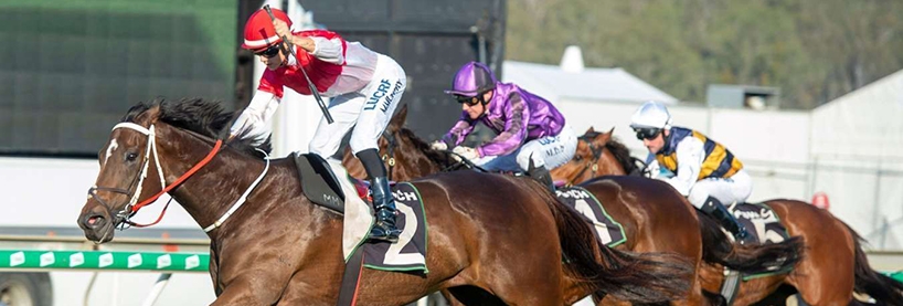 Wagerweb gambling Horse Racing Tips: Friday, November 8th | Before You Bet