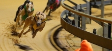 Cannington Greyhound Tips for Wednesday, March 13th