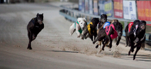 Greyhound Racing Tips: Monday, May 11th