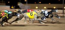 Greyhound Racing Tips