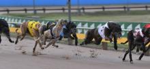 Greyhound Racing Tips