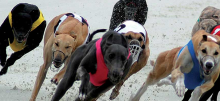Northam Greyhound Tips: Monday, April 1st
