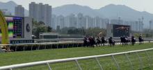 Happy Valley Racing Tips
