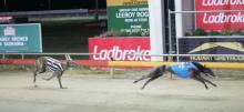 Greyhound Betting Tips