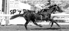 Horse Racing Tips