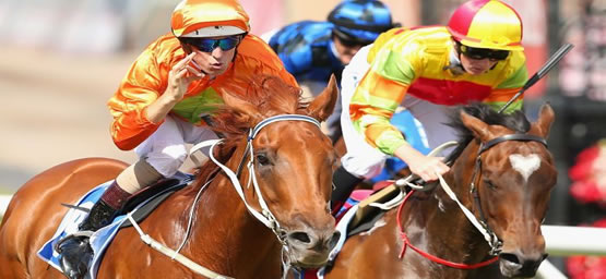 Horse Racing Tips